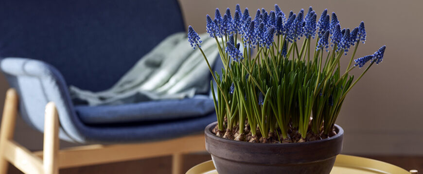 perleblomst-muscari-i-potte