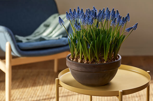 Perleblomst_Muscari-i-keramikkpotte.jpg