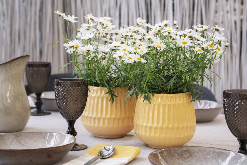 hvite margeritter som bordpynt_970x647.jpg